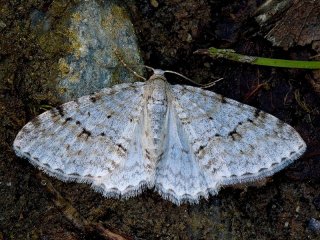 Welsh Wave (Venusia cambrica)