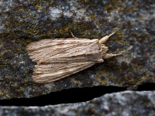 Pale Pinion (Lithophane socia)