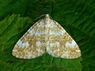 Sandy Carpet (Perizoma flavofasciata)