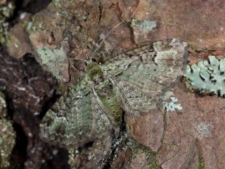 Green Pug (Pasiphila rectangulata)