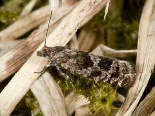 Dingy Spruce Bell (Epinotia pygmaeana)