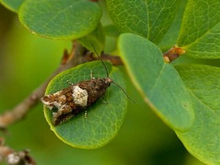 Blokkebærkveldvikler (Epinotia gimmerthaliana)