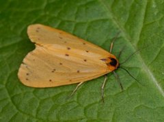 Dew Moth (Setina irrorella)