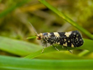 Raspberry Moth (Lampronia corticella)