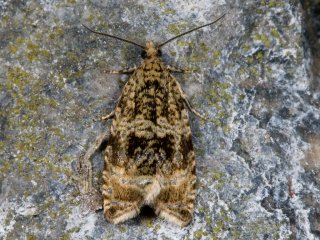 Common Marble (Celypha lacunana)