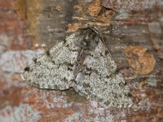 Pale Brindled Beauty (Phigalia pilosaria)