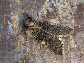 Yellow Horned (Achlya flavicornis)