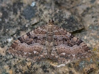 Scarce Tissue (Rheumaptera cervinalis)