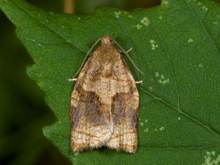 Rose Tortrix (Archips rosana)