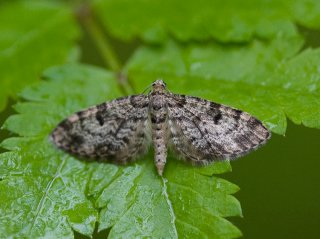 Dwarf Pug (Eupithecia tantillaria)