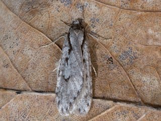 Early Flat-body (Semioscopis avellanella)