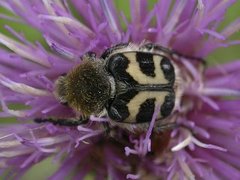 Bee Beetle (Trichius fasciatus)