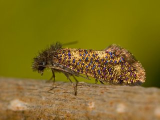 Common Oak Purple (Dyseriocrania subpurpurella)