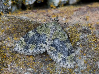 Yellow-barred Brindle (Acasis viretata)