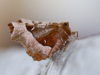 Purple Thorn (Selenia tetralunaria)