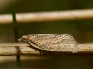 Obscure Tortrix (Clepsis senecionana)