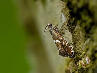 Sedge Fanner (Glyphipterix forsterella)