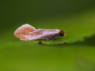 Fulvous Clothes Moth (Tinea semifulvella)