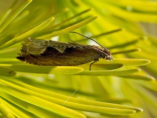 Festooned Roller (Ancylis geminana)