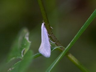 Swan-feather Dwarf (Elachista argentella)