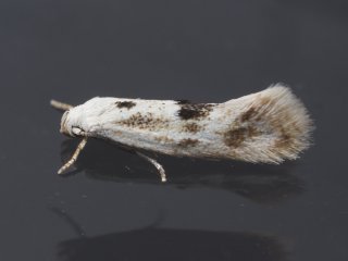 Triple-spot Dwarf (Elachista maculicerusella)