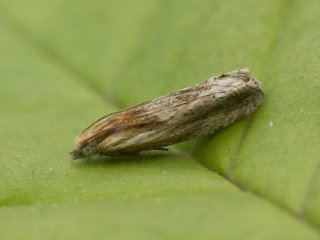 Hoary Bell (Eucosma cana)