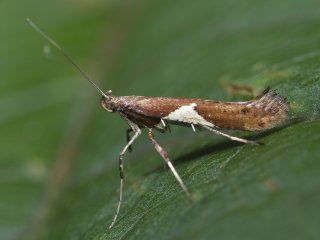 White-triangle Slender (Caloptilia stigmatella)