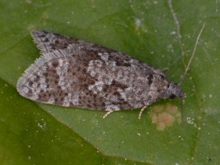 Flax Tortrix (Cnephasia asseclana)