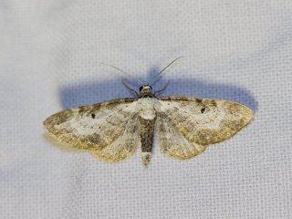 Bordered Pug (Eupithecia succenturiata)