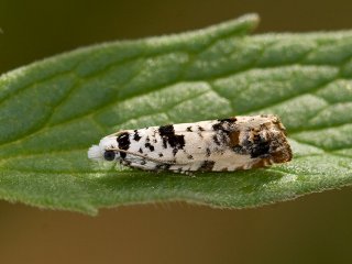 Marbled Bell (Eucosma campoliliana)