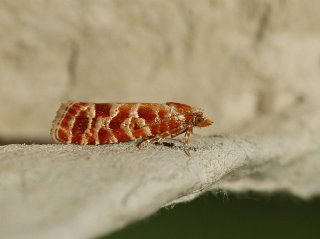 Orange-spotted Shoot (Rhyacionia pinicolana)