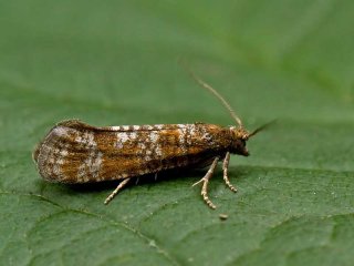 Spotted Shoot Moth (Rhyacionia pinivorana)