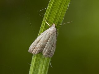 Marsh Oblique-barred (Hypenodes humidalis)