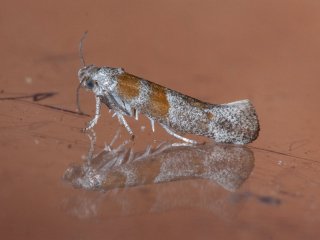 Gold Pine Ermel (Cedestis gysseleniella)