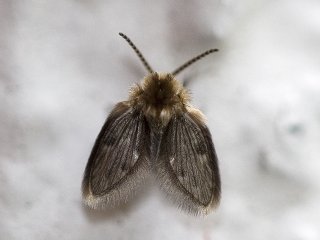 Moth flies (Psychodidae)