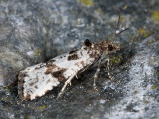 Shore Marble (Lobesia littoralis)