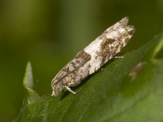 Holly Tortrix (Rhopobota naevana)