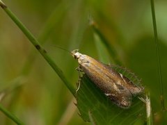Bracken Neb (Monochroa cytisella)