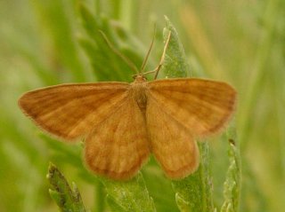 Brun engmåler (Idaea serpentata)