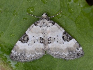 Pretty Pinion (Perizoma blandiata)