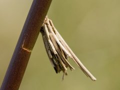 Bagworm Moths (Psychidae)