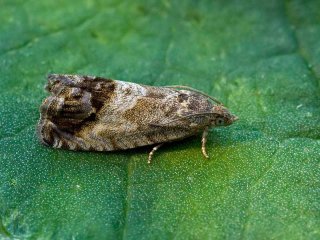 Marbled Piercer (Cydia splendana)