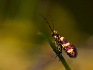 Yellow-barred Gold (Micropterix aureatella)