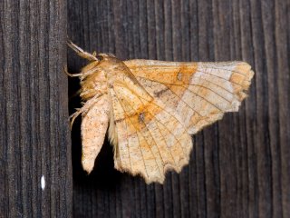 Lunar Thorn (Selenia lunularia)