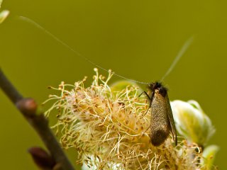 Early Long-horn (Adela cuprella)