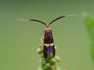 Small Barred Long-horn (Adela croesella)