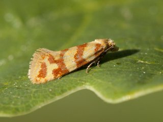 Juniper Conch (Aethes rutilana)