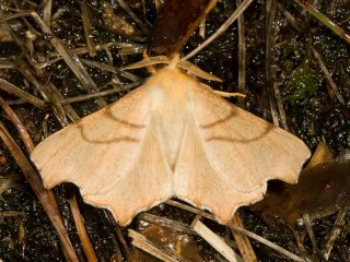 September Thorn (Ennomos erosaria)