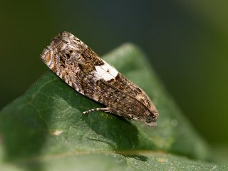 Epiblema cirsiana/scutulana/sticticana