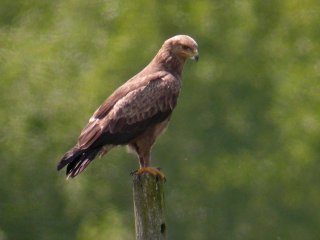 Lesser Spotted Eagle (Aquila pomarina)